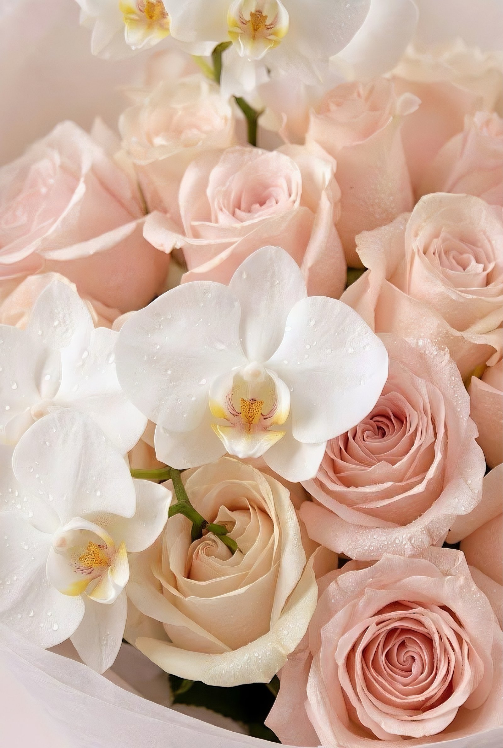 Pearl Orchid Blush - View 3
