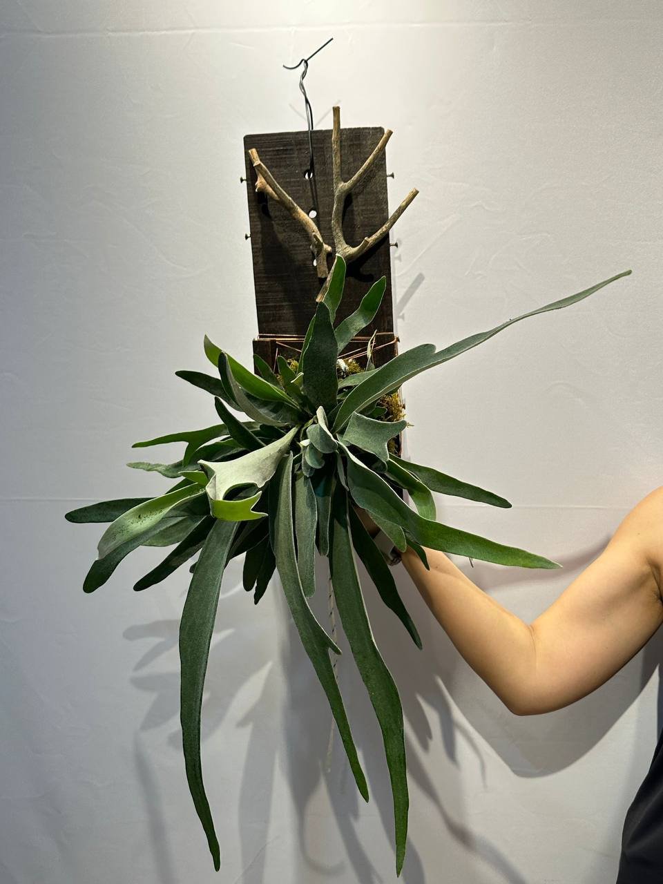 Staghorn Fern - View 2