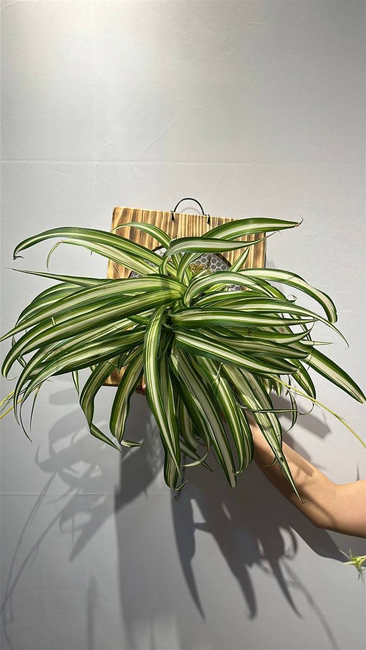 Variegated Spider Plant - View 2